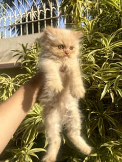 cat for sale/persian kitten/punch face cat/triple coated kitten/