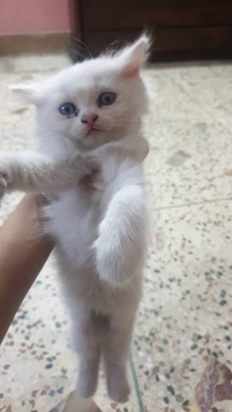 baby kitten for sale 1