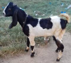 Bakra and Goats with kid for sale