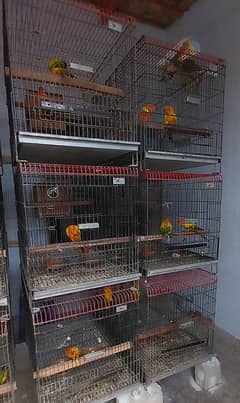 beautiful healthy breeder sunconure pair available