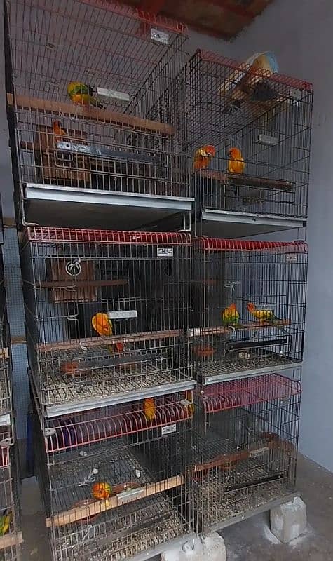 beautiful healthy breeder sunconure pair available 0