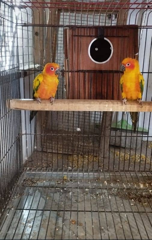 beautiful healthy breeder sunconure pair available 2