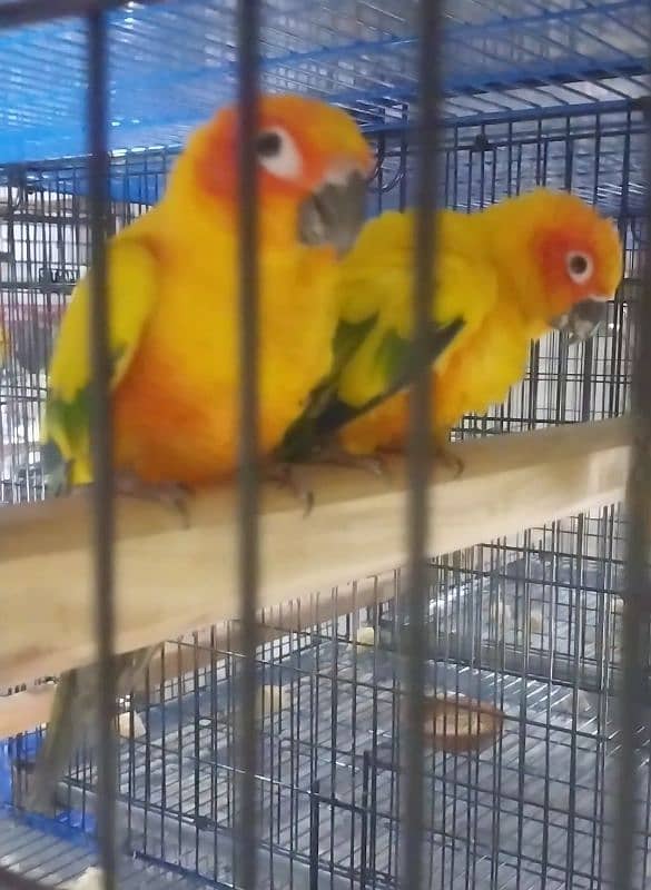 beautiful healthy breeder sunconure pair available 3