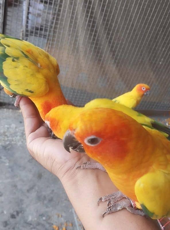 beautiful healthy breeder sunconure pair available 5