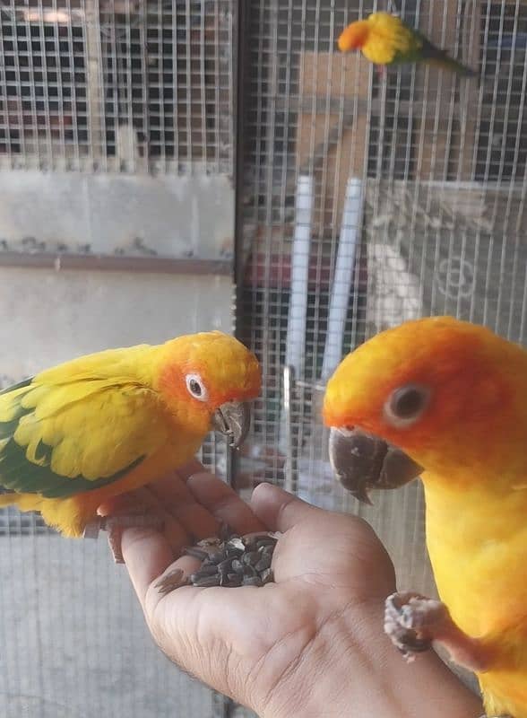 beautiful healthy breeder sunconure pair available 6