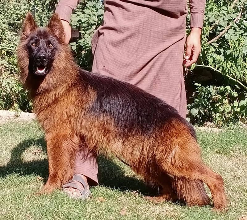 Top quality German shepherd proper long coat 6 month male for sale 0