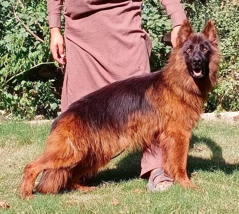 Top quality German shepherd proper long coat 6 month male for sale 1