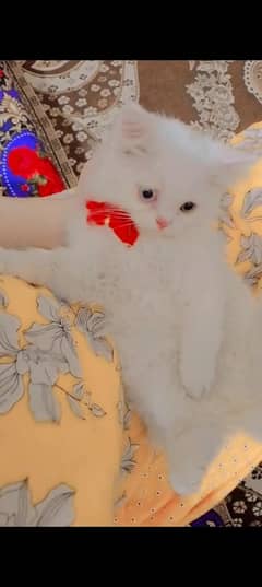 Russian snow white cat