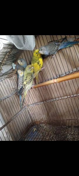 Australian budgies parrots 2