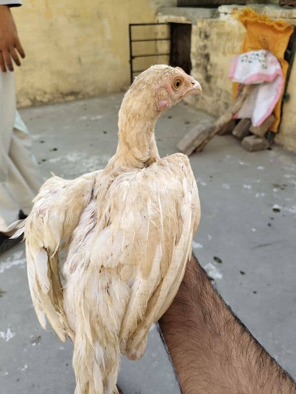 Heera , Cheeena, Sindhi for sale 2