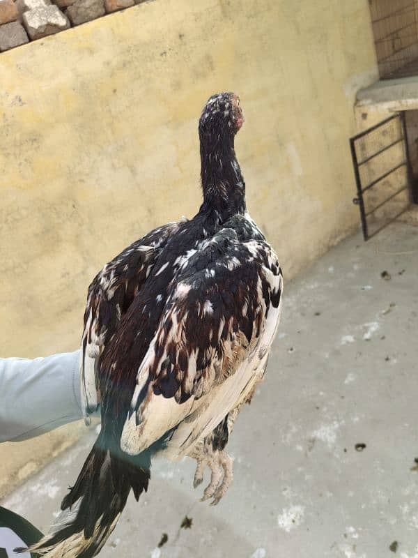 Heera , Cheeena, Sindhi for sale 5