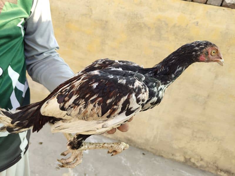 Heera , Cheeena, Sindhi for sale 6