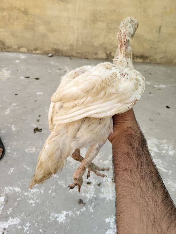 Heera , Cheeena, Sindhi for sale 16