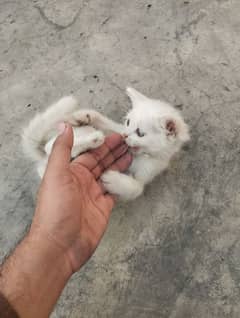 Persian kittens White & Gray