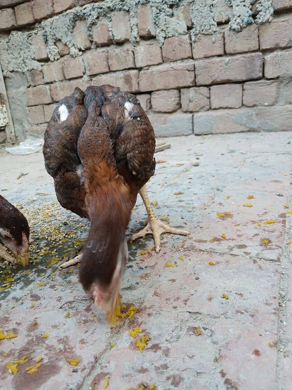 3 Aseel Lasani breed chicks 4