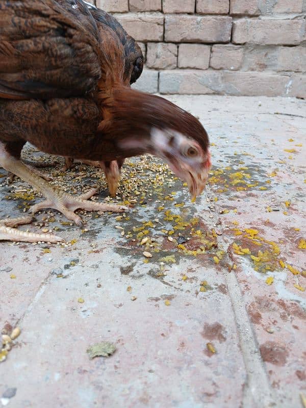 3 Aseel Lasani breed chicks 9