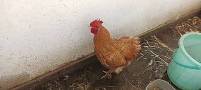 Golden Buff Hen Pair for Sell