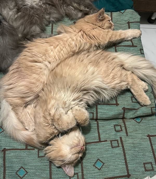 Persian Pure Breed for sell 2