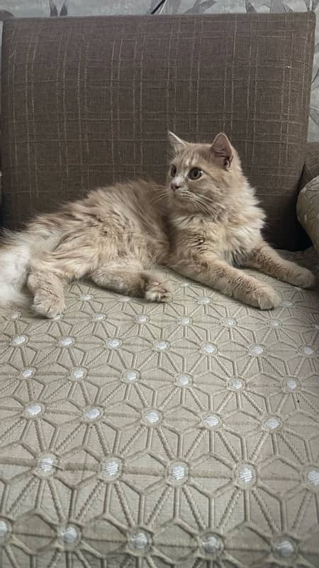 Persian Pure Breed for sell 3