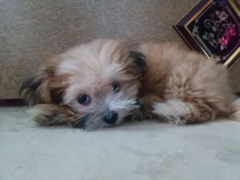 shih tzu 2