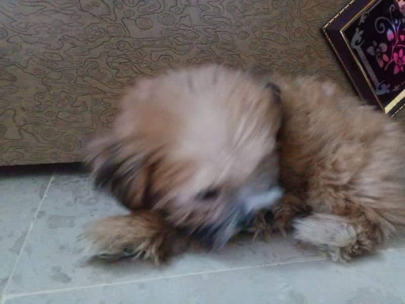 shih tzu 4