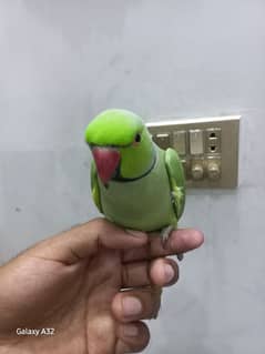 parrot