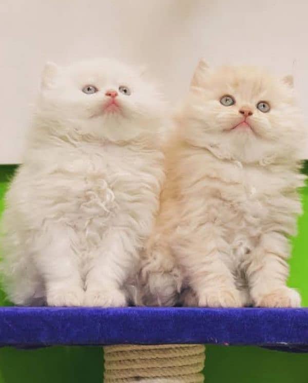 Triple coated Extreme quality kittens for sale 0