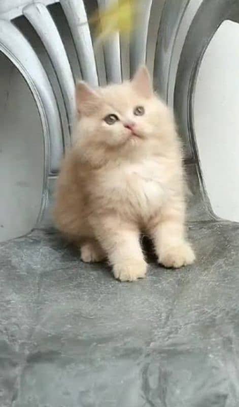 Triple coated Extreme quality kittens for sale 1