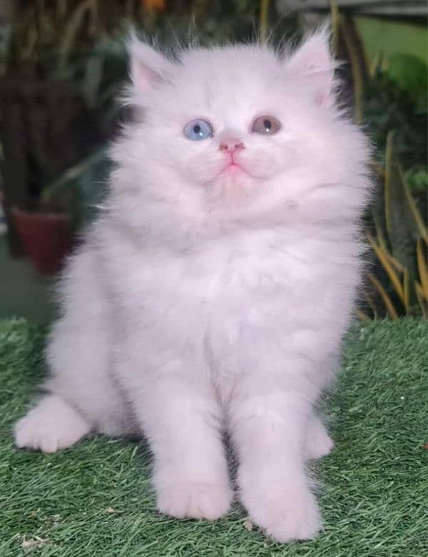 Triple coated Extreme quality kittens for sale 4