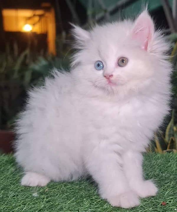 Triple coated Extreme quality kittens for sale 5