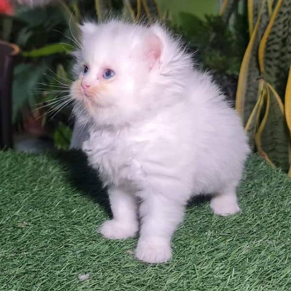 Triple coated Extreme quality kittens for sale 6