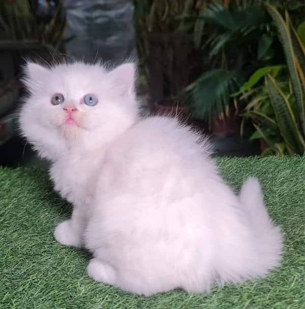 Triple coated Extreme quality kittens for sale 7