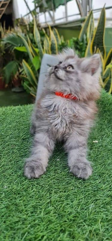 Triple coated Extreme quality kittens for sale 10