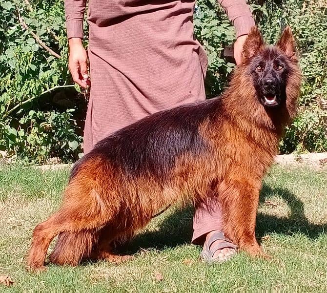 extreme quality long coat Gsd male puppy available for sale 0