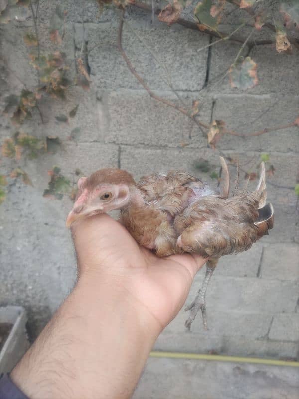 aseel chick for sale 2