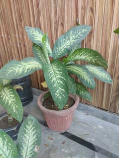 Dieffenbachia