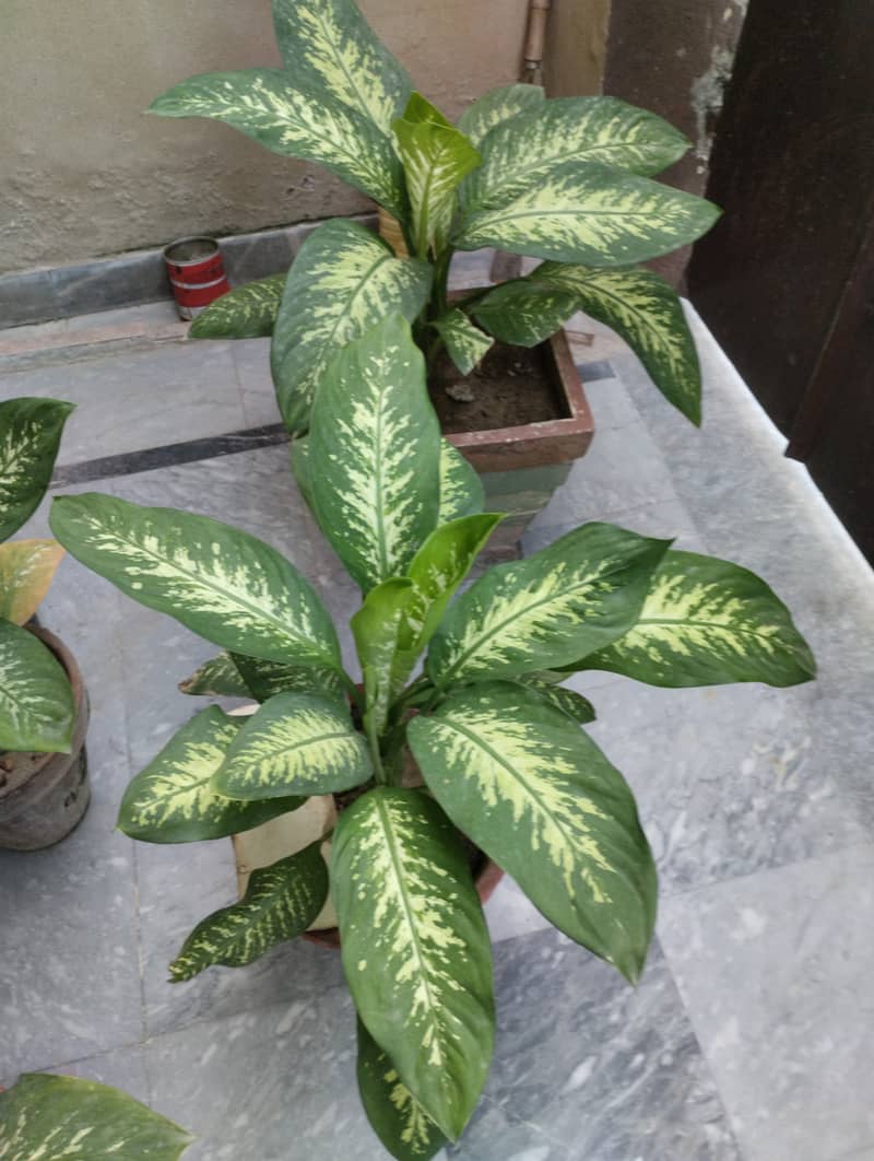 Dieffenbachia seguine A air purifier plant available in Bahria town l 2