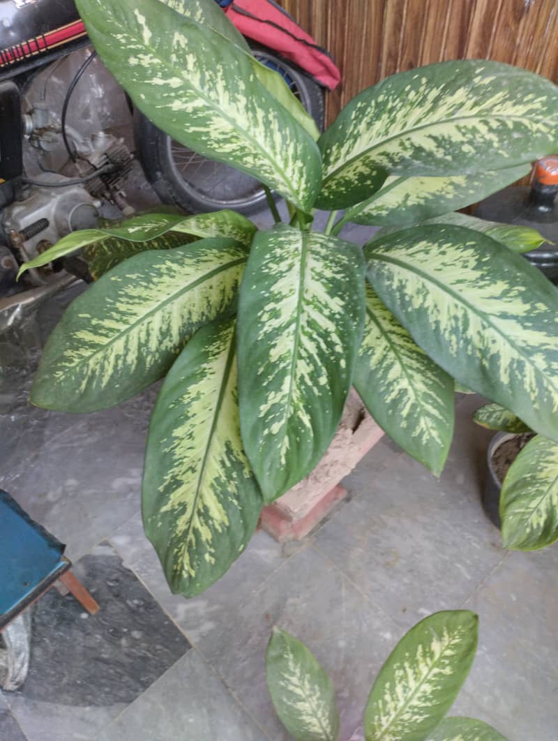 Dieffenbachia seguine A air purifier plant available in Bahria town l 3