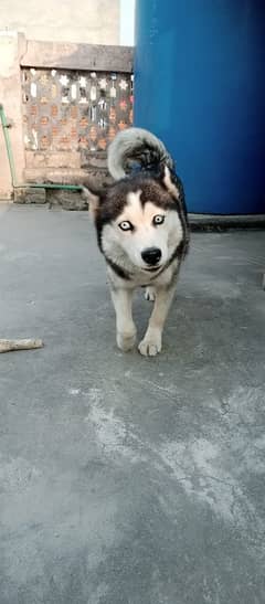 Siberian