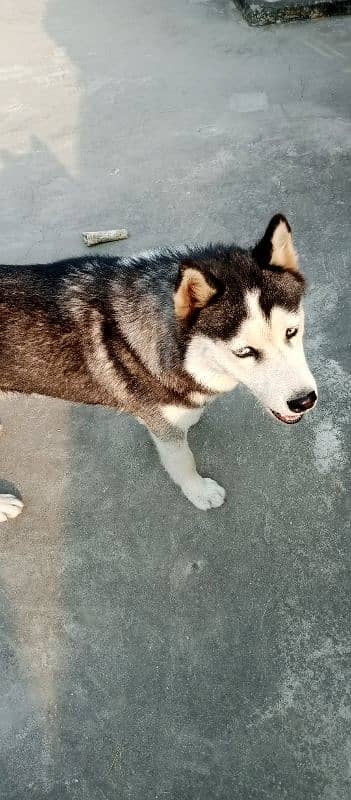 Siberian husky 1