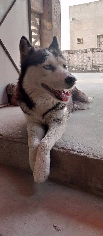 Siberian husky 3