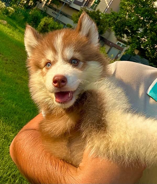 king size Siberian husky long coat pedigree puppy 2