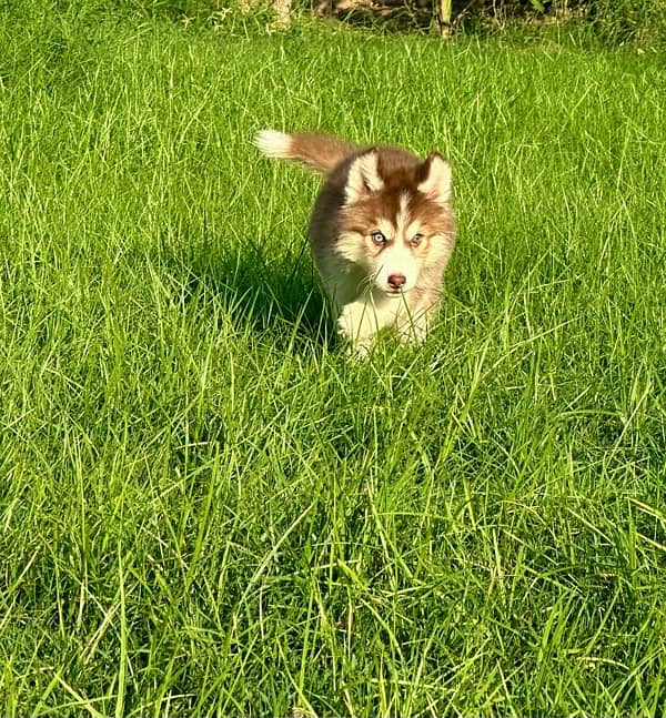 king size Siberian husky long coat pedigree puppy 4