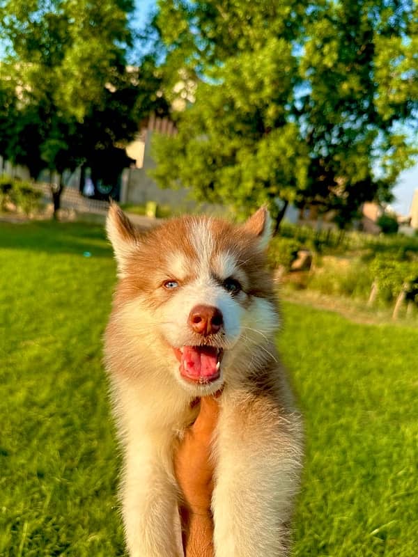 king size Siberian husky long coat pedigree puppy 5