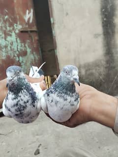 pigeons