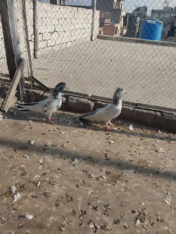 pigeons 5