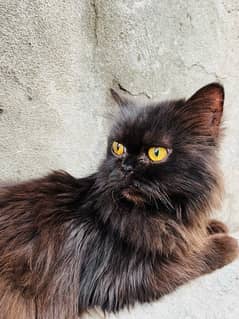 Black Persion Cat