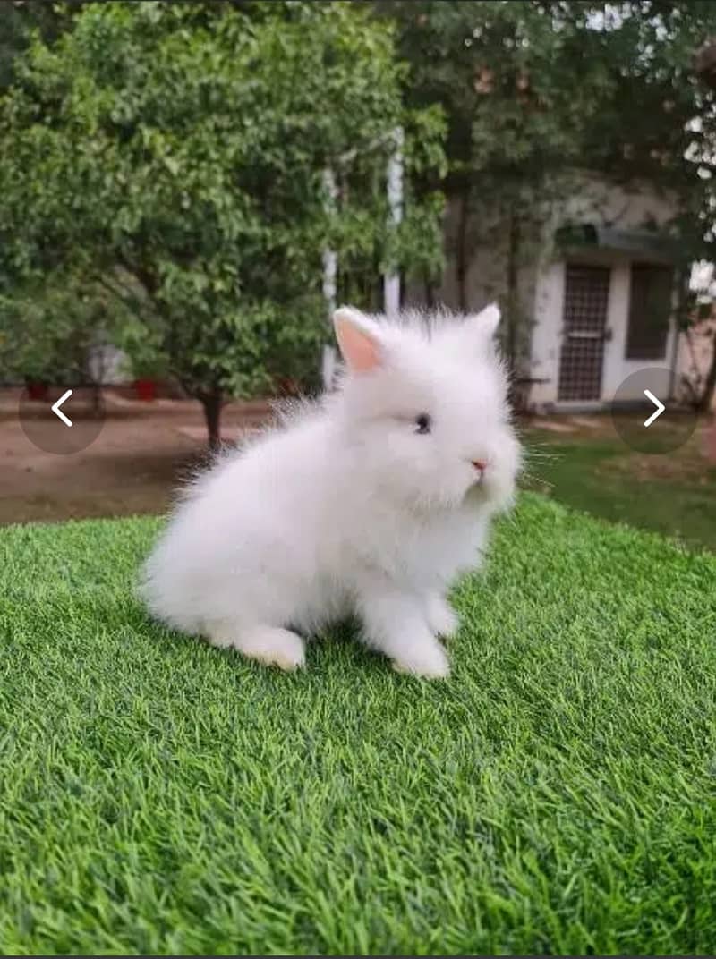 Fancy dwarf Rabbits and bunnies Lionhead, Hotot, Angora, 3