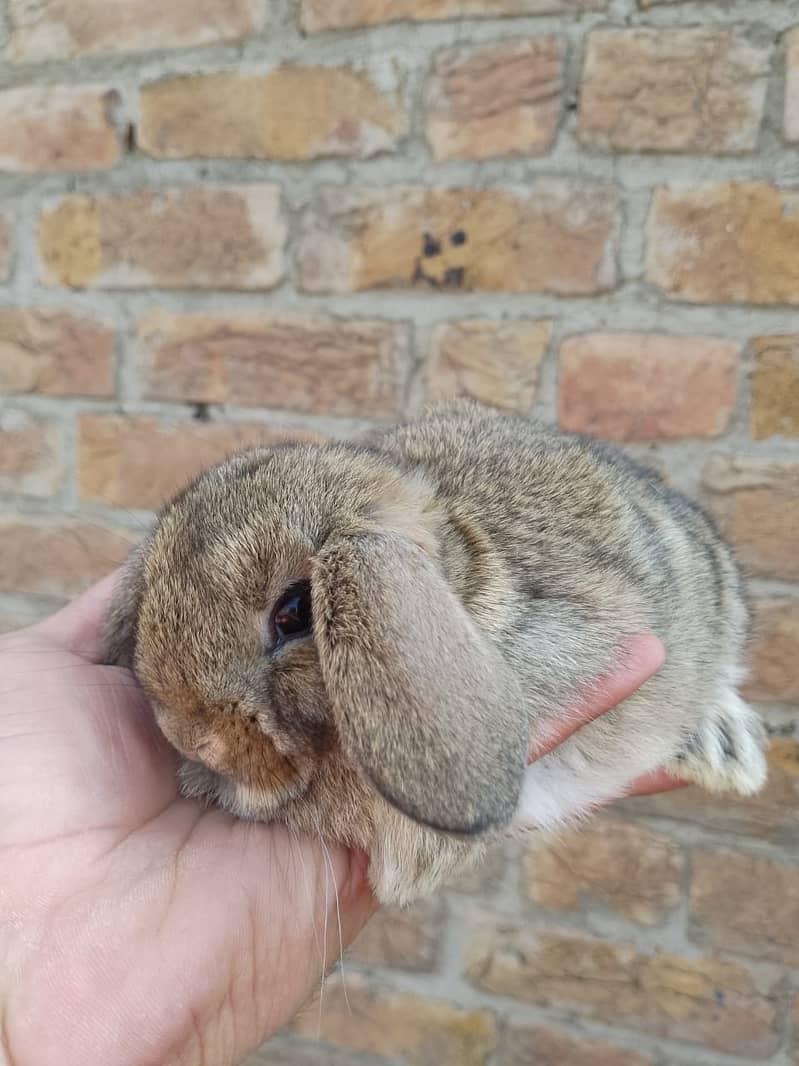 Fancy dwarf Rabbits and bunnies Lionhead, Hotot, Angora, 4