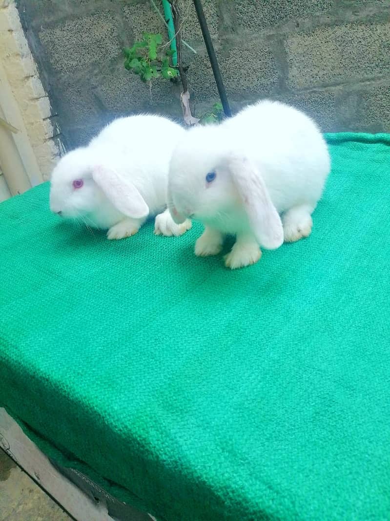 Fancy dwarf Rabbits and bunnies Lionhead, Hotot, Angora, 5